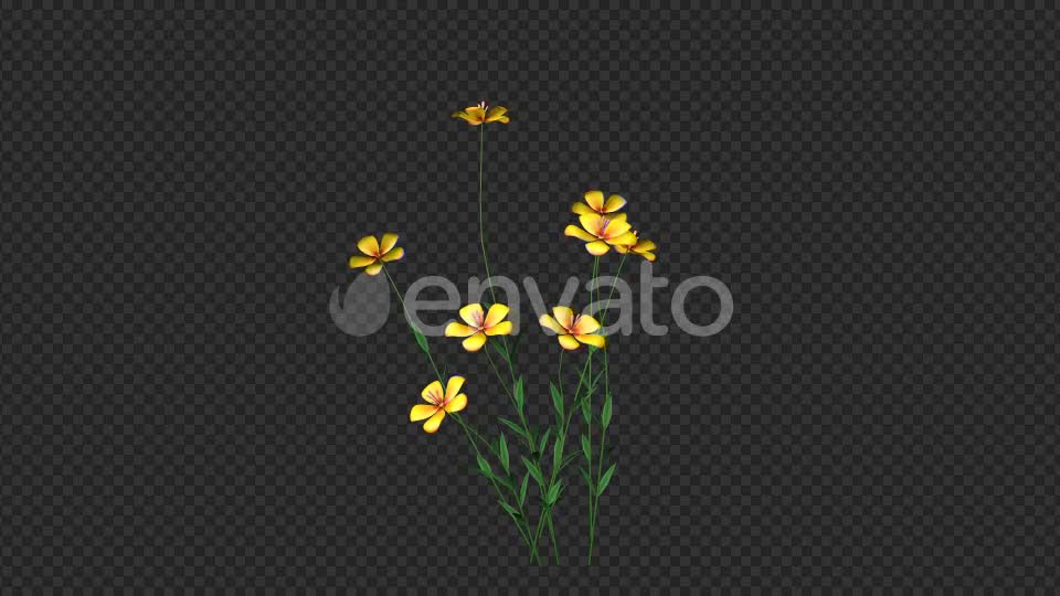 Growing Yellow Flower Videohive 22391235 Motion Graphics Image 7