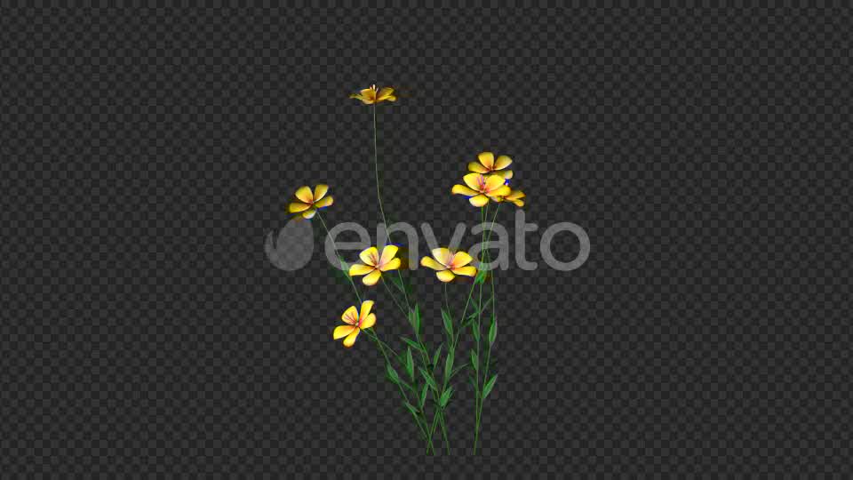 Growing Yellow Flower Videohive 22391235 Motion Graphics Image 8