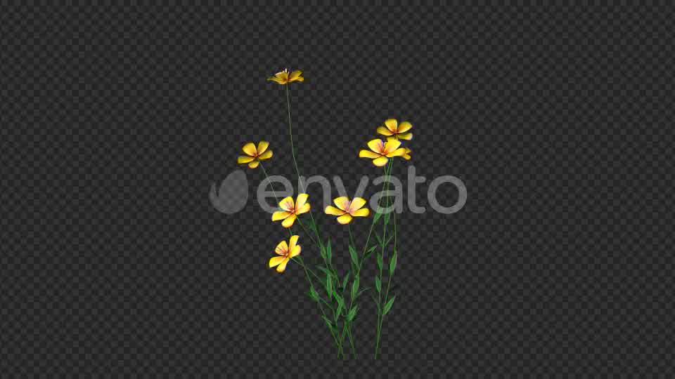 Growing Yellow Flower Videohive 22391235 Motion Graphics Image 9