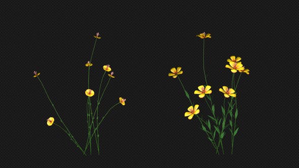 Growing Yellow Flower - Download Videohive 22391235