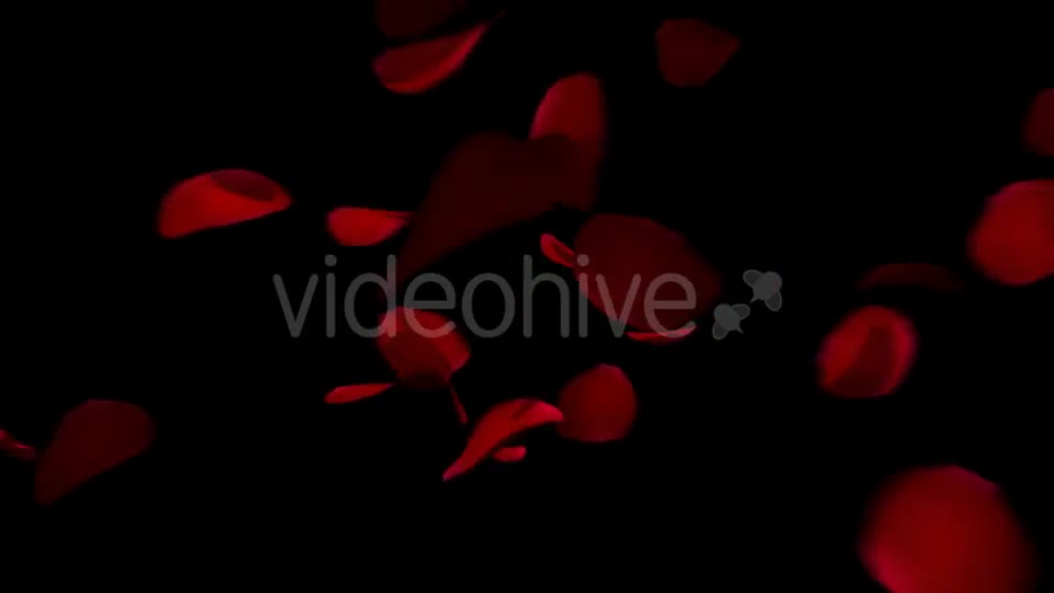 Heart Animation From Rose Petals Videohive 19436669 Motion Graphics Image 1