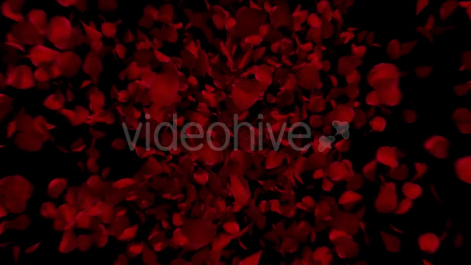 Heart Animation From Rose Petals Videohive 19436669 Motion Graphics Image 2