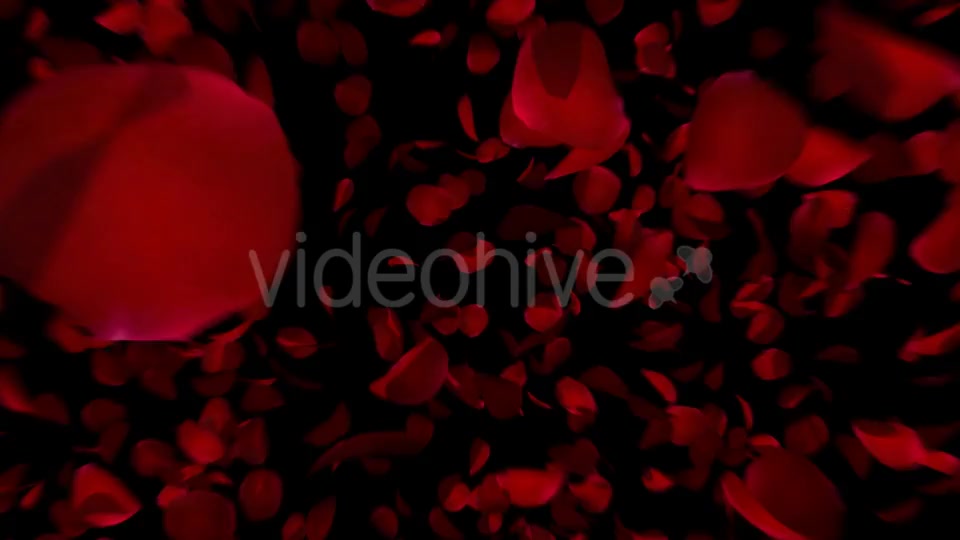 Heart Animation From Rose Petals Videohive 19431561 Motion Graphics Image 7