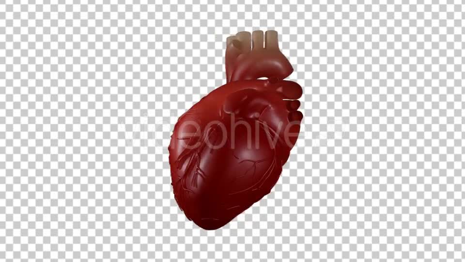 Heart Beating With Rotation 360 Degrees Videohive 19529501 Motion Graphics Image 1