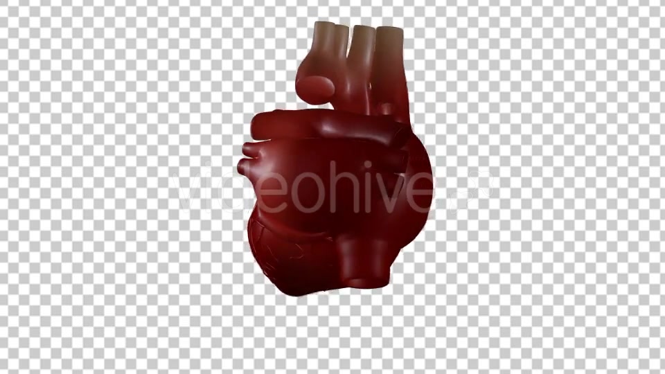 Heart Beating With Rotation 360 Degrees Videohive 19529501 Motion Graphics Image 3