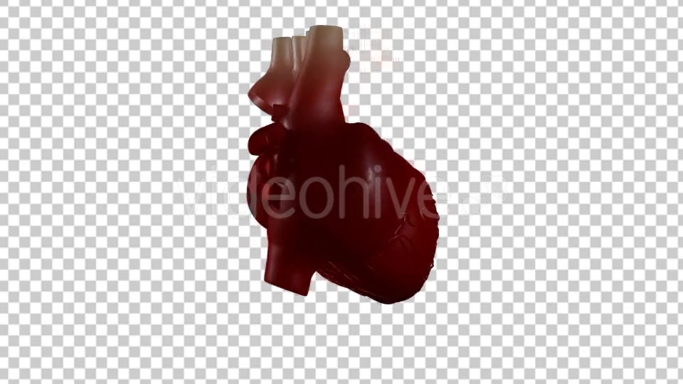 Heart Beating With Rotation 360 Degrees Videohive 19529501 Motion Graphics Image 4