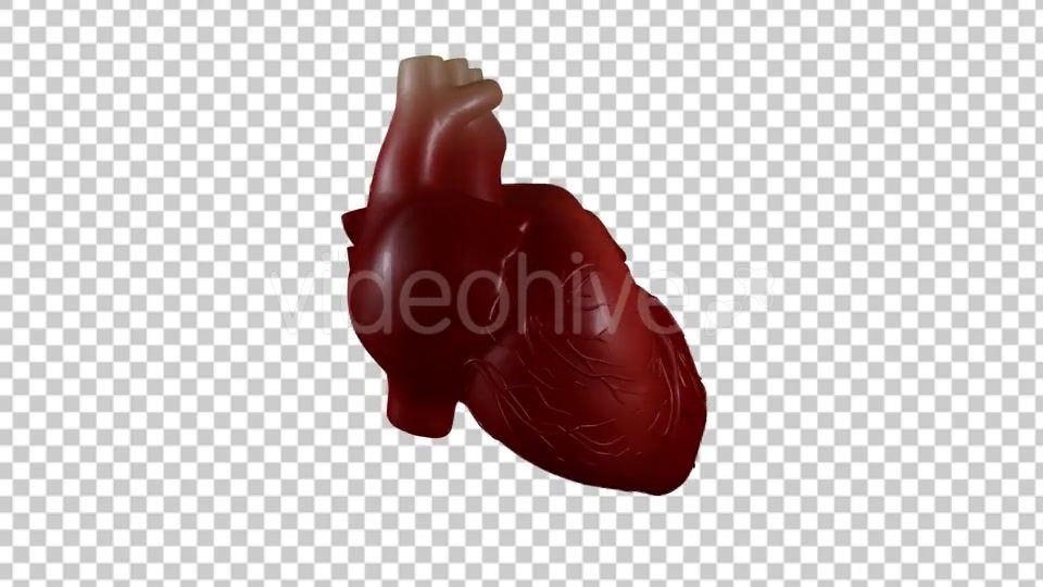 Heart Beating With Rotation 360 Degrees Videohive 19529501 Motion Graphics Image 5