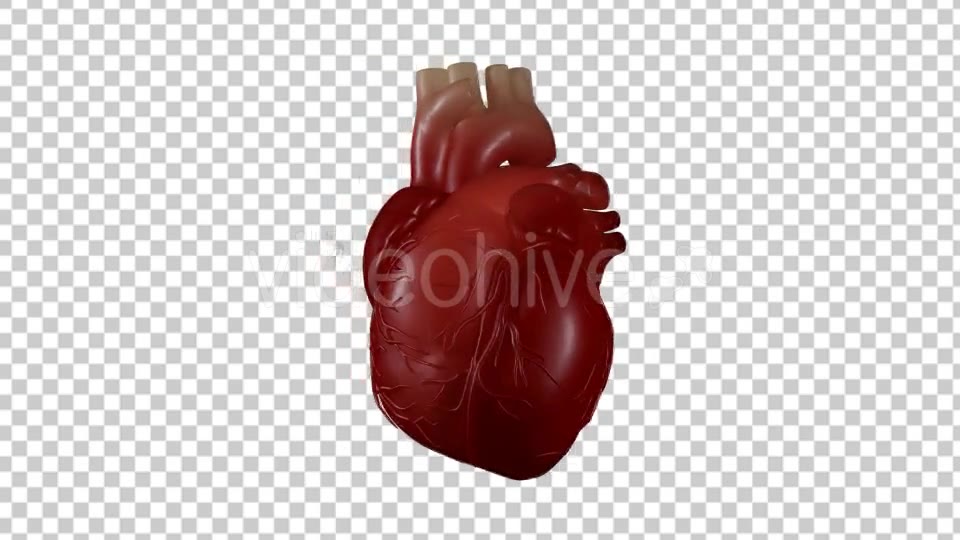 Heart Beating With Rotation 360 Degrees Videohive 19529501 Motion Graphics Image 6
