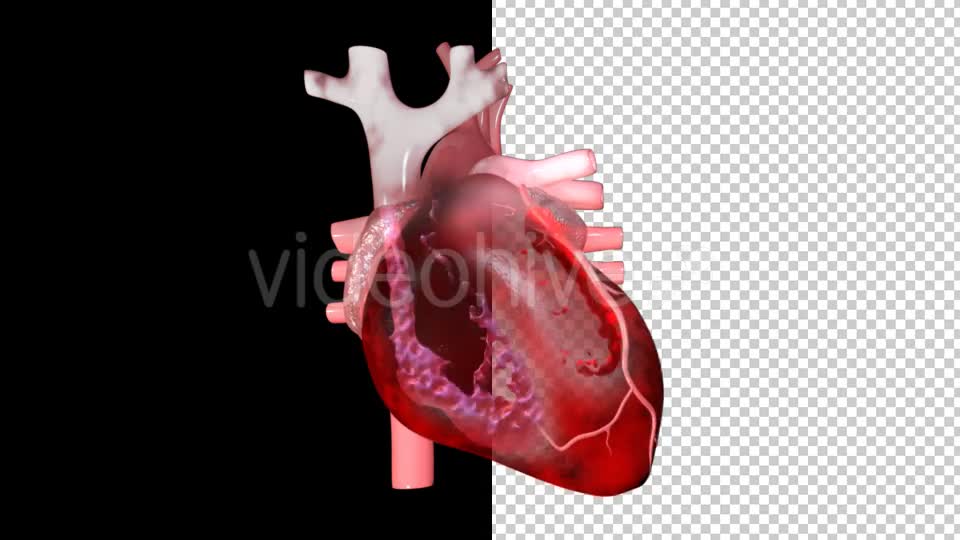 Heart Pumping Blood Videohive 20529574 Motion Graphics Image 1