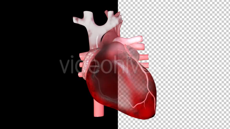 Heart Pumping Blood Videohive 20529574 Motion Graphics Image 2