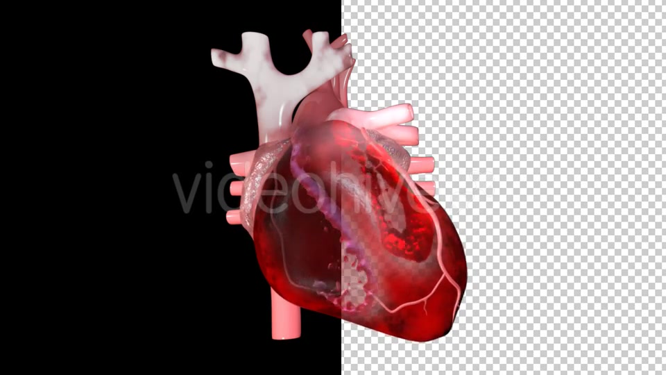 Heart Pumping Blood Videohive 20529574 Motion Graphics Image 3