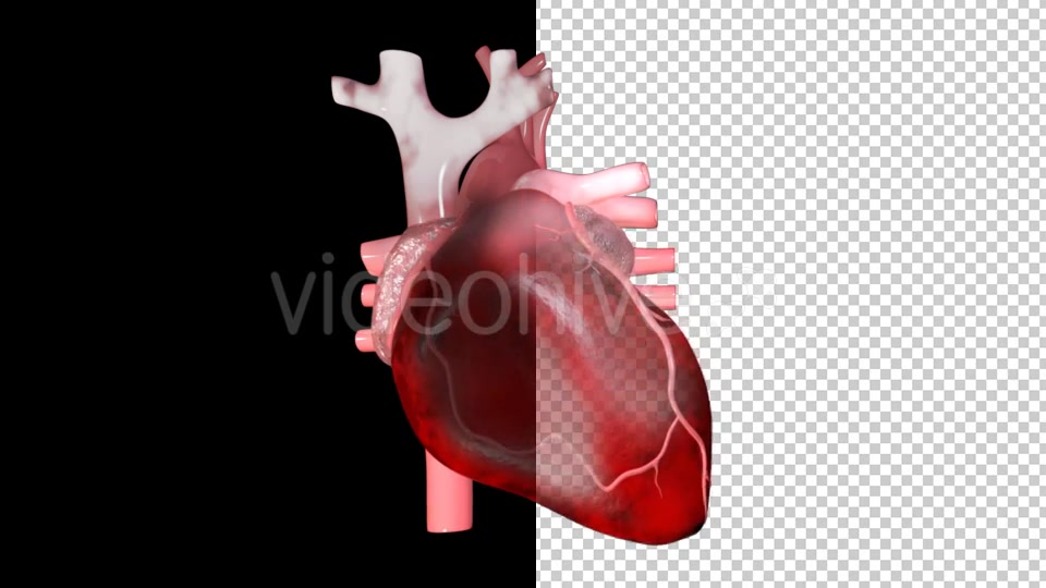 Heart Pumping Blood Videohive 20529574 Motion Graphics Image 5