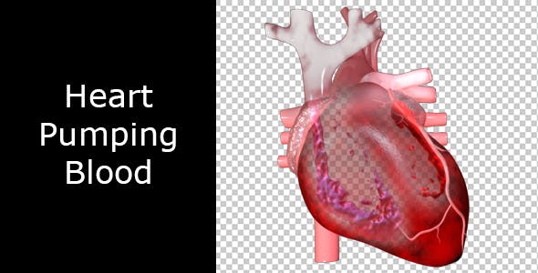Heart Pumping Blood - Videohive Download 20529574