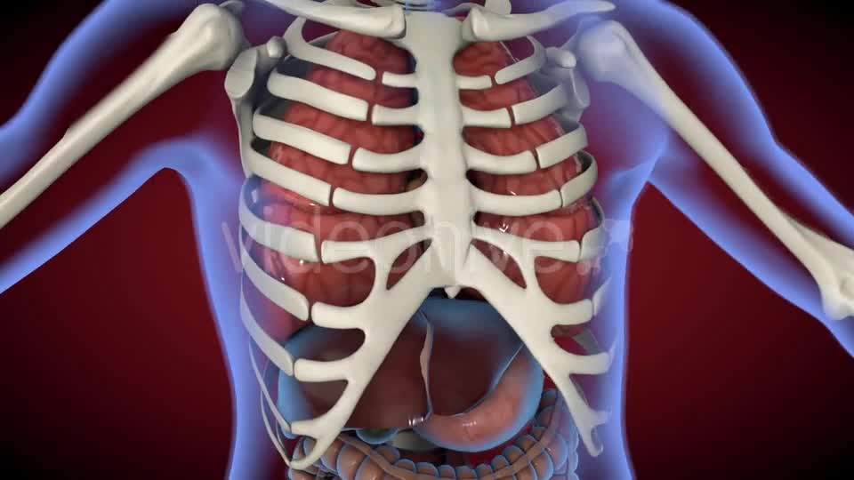 Heart & Stomach Anatomy in Motion Videohive 21287497 Motion Graphics Image 1
