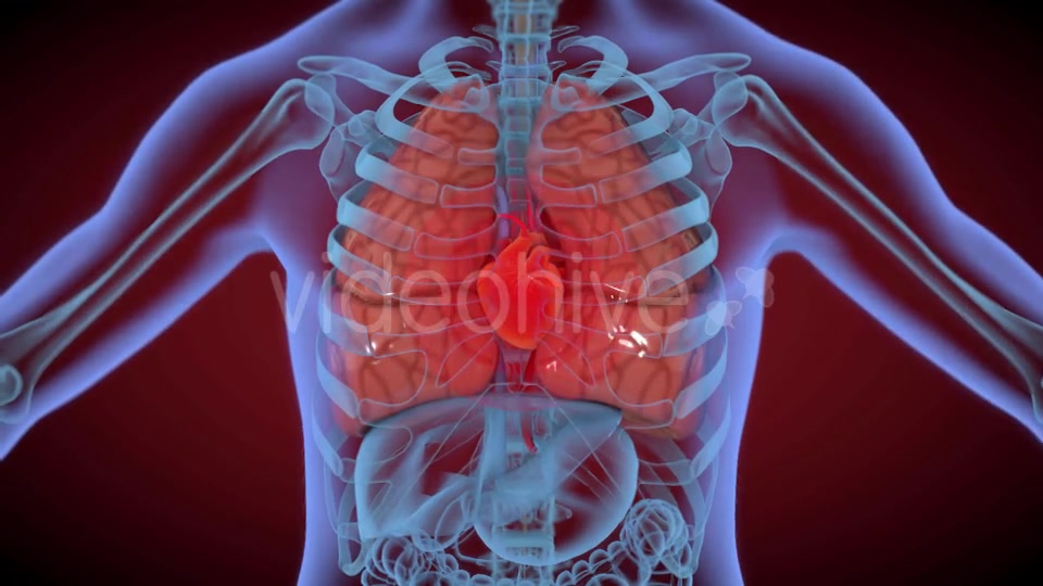Heart & Stomach Anatomy in Motion Videohive 21287497 Motion Graphics Image 10