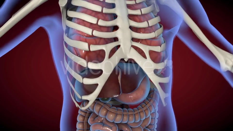 Heart & Stomach Anatomy in Motion Videohive 21287497 Motion Graphics Image 11