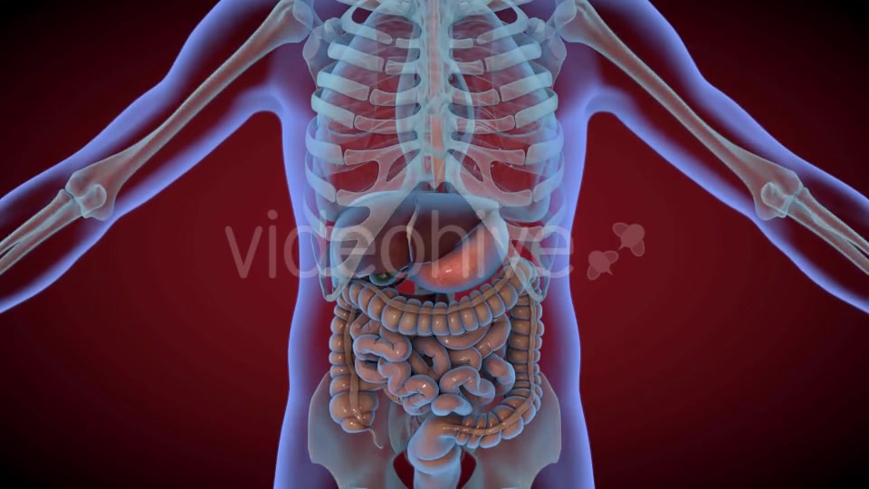 Heart & Stomach Anatomy in Motion Videohive 21287497 Motion Graphics Image 12