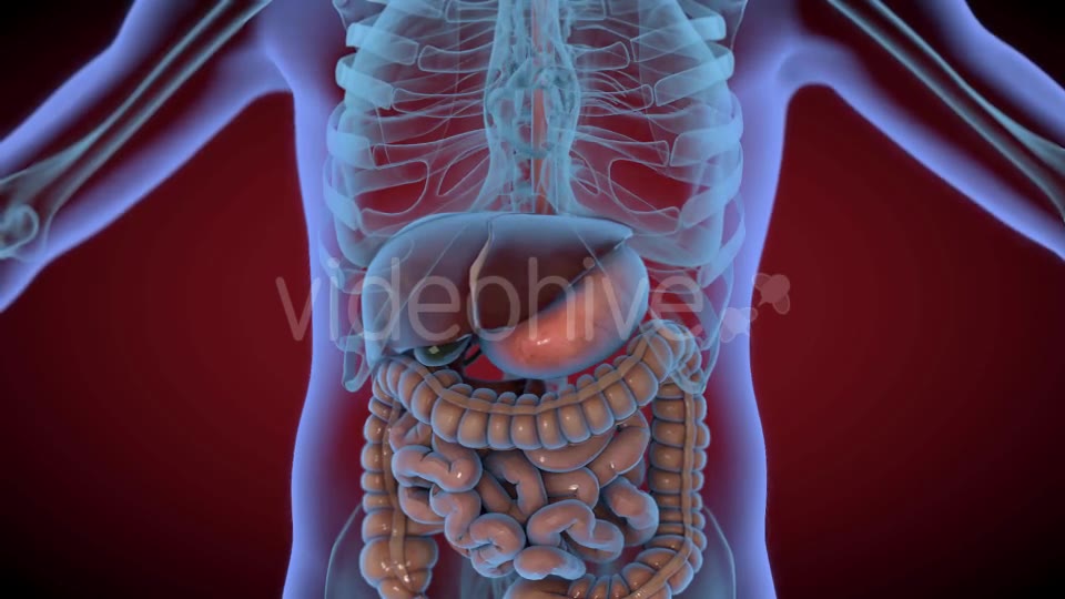 Heart & Stomach Anatomy in Motion Videohive 21287497 Motion Graphics Image 13