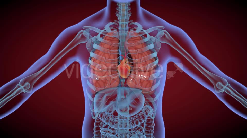 Heart & Stomach Anatomy in Motion Videohive 21287497 Motion Graphics Image 2
