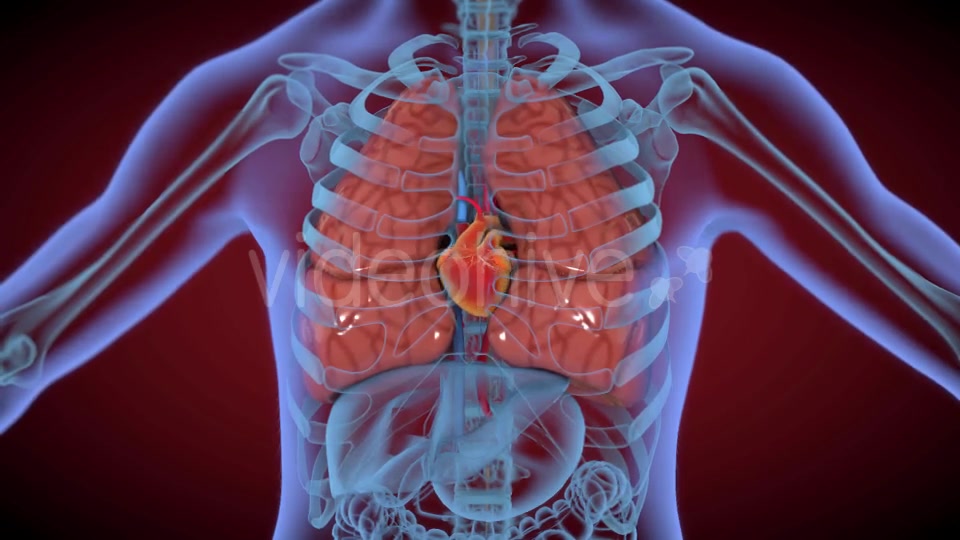 Heart & Stomach Anatomy in Motion Videohive 21287497 Motion Graphics Image 3