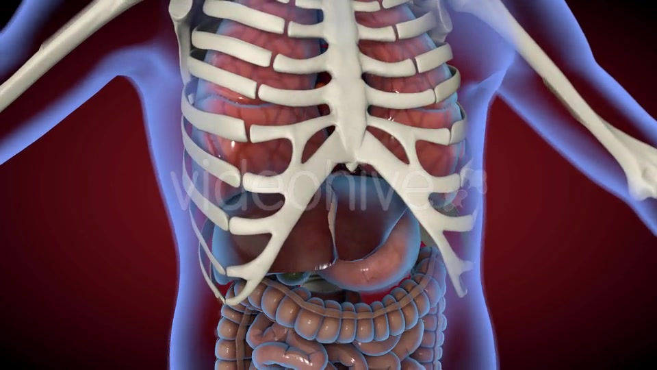 Heart & Stomach Anatomy in Motion Videohive 21287497 Motion Graphics Image 6