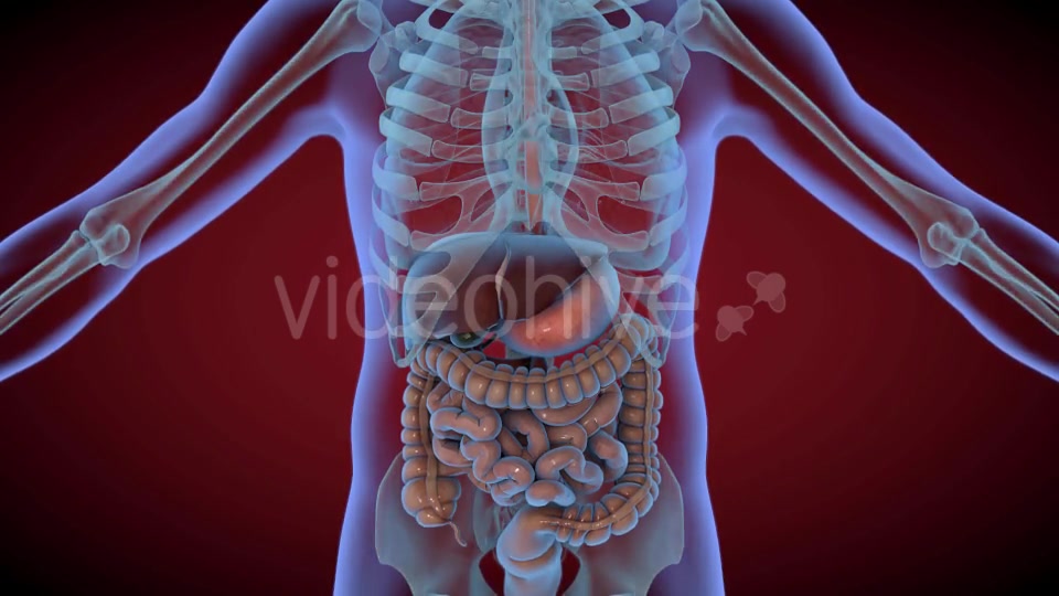 Heart & Stomach Anatomy in Motion Videohive 21287497 Motion Graphics Image 7