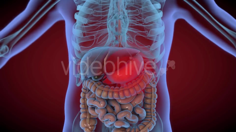 Heart & Stomach Anatomy in Motion Videohive 21287497 Motion Graphics Image 8