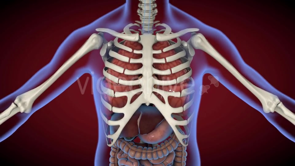 Heart & Stomach Anatomy in Motion Videohive 21287497 Motion Graphics Image 9