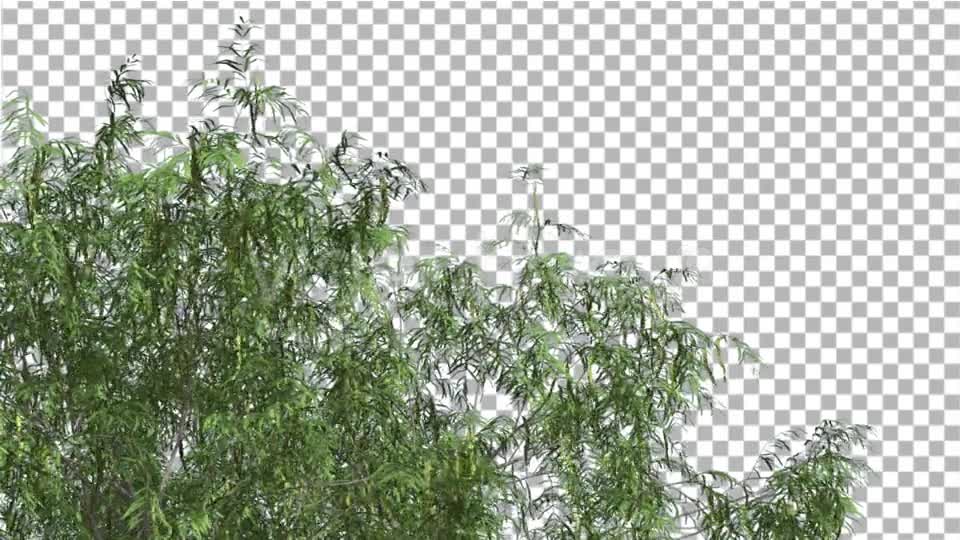Honey Mesquite Swaying Tree is Swaying Videohive 13375394 Motion Graphics Image 1