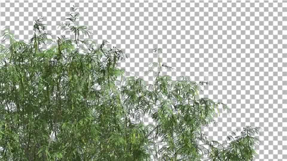 Honey Mesquite Swaying Tree is Swaying Videohive 13375394 Motion Graphics Image 10