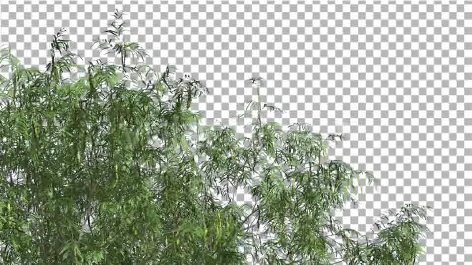Honey Mesquite Swaying Tree is Swaying Videohive 13375394 Motion Graphics Image 11