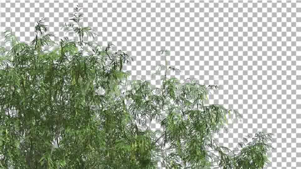 Honey Mesquite Swaying Tree is Swaying Videohive 13375394 Motion Graphics Image 12