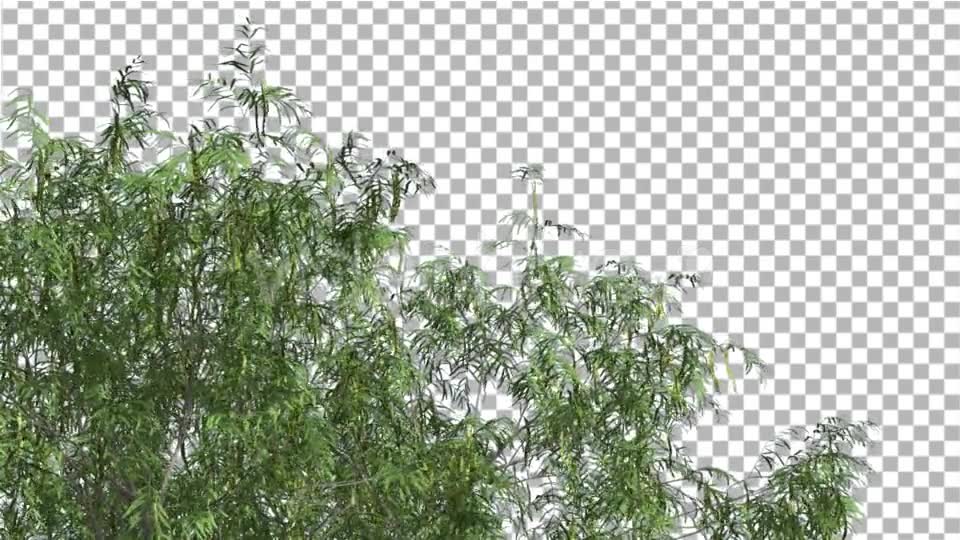 Honey Mesquite Swaying Tree is Swaying Videohive 13375394 Motion Graphics Image 2