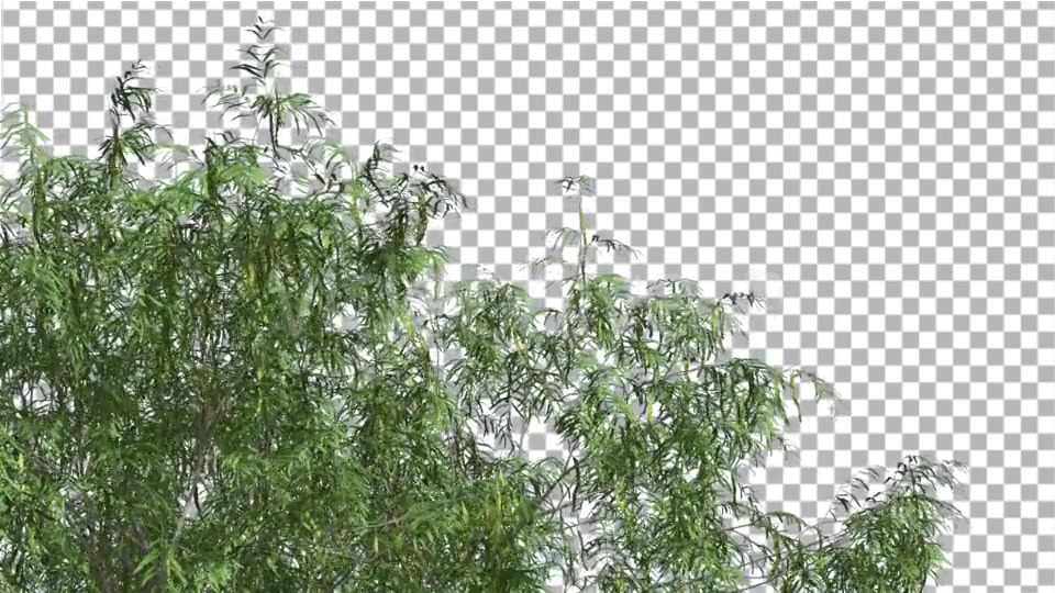 Honey Mesquite Swaying Tree is Swaying Videohive 13375394 Motion Graphics Image 4