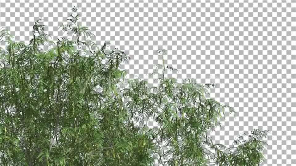 Honey Mesquite Swaying Tree is Swaying Videohive 13375394 Motion Graphics Image 8