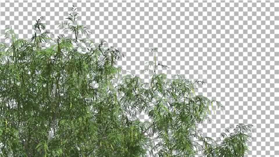 Honey Mesquite Swaying Tree is Swaying Videohive 13375394 Motion Graphics Image 9