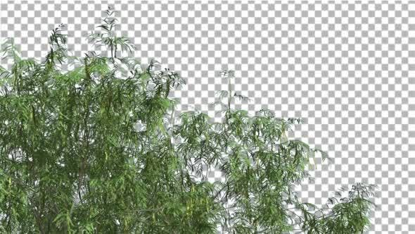 Honey Mesquite Swaying Tree is Swaying - Videohive Download 13375394