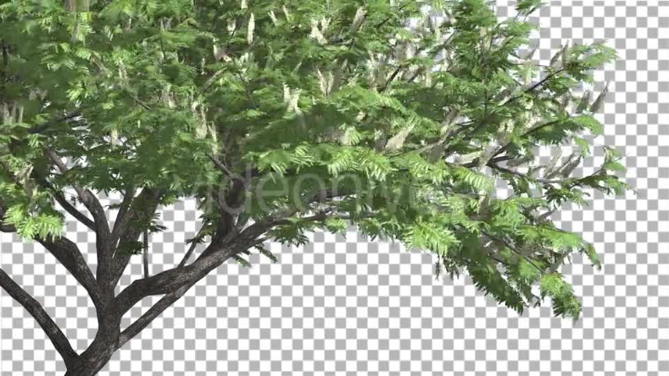 Hook Thorn Flowers Tree Green Fluttering Leaves Videohive 13411251 Motion Graphics Image 1