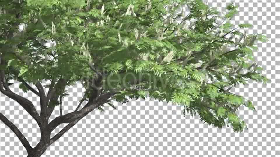 Hook Thorn Flowers Tree Green Fluttering Leaves Videohive 13411251 Motion Graphics Image 10