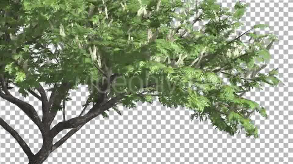 Hook Thorn Flowers Tree Green Fluttering Leaves Videohive 13411251 Motion Graphics Image 11