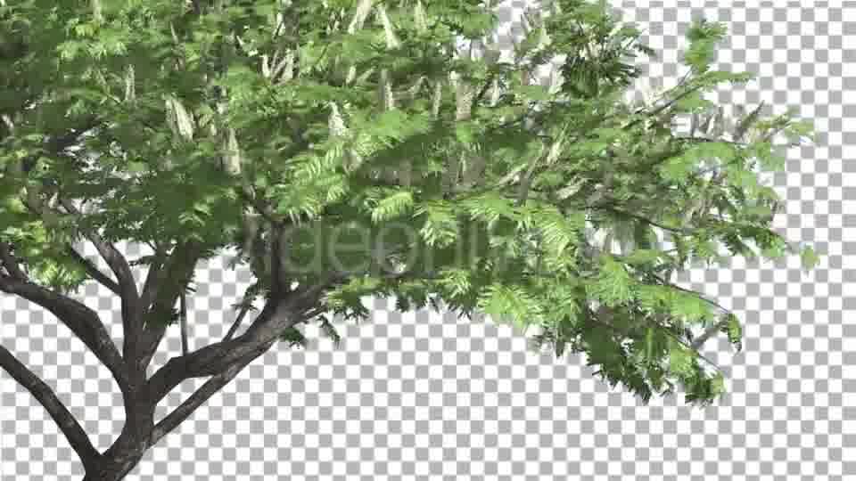 Hook Thorn Flowers Tree Green Fluttering Leaves Videohive 13411251 Motion Graphics Image 12