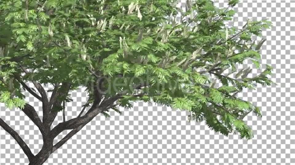 Hook Thorn Flowers Tree Green Fluttering Leaves Videohive 13411251 Motion Graphics Image 2