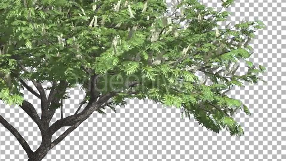 Hook Thorn Flowers Tree Green Fluttering Leaves Videohive 13411251 Motion Graphics Image 3