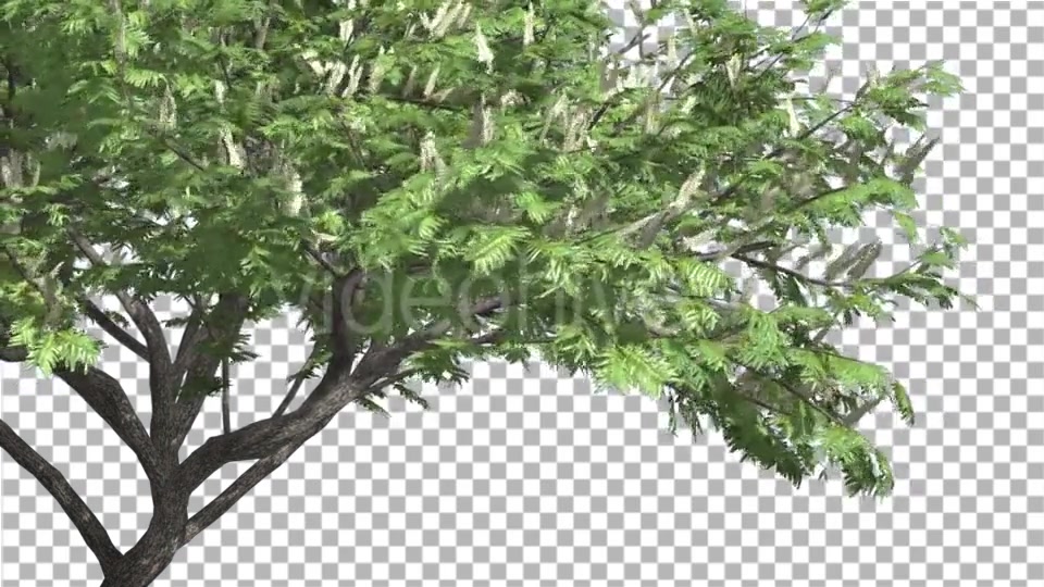 Hook Thorn Flowers Tree Green Fluttering Leaves Videohive 13411251 Motion Graphics Image 4
