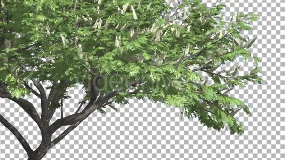 Hook Thorn Flowers Tree Green Fluttering Leaves Videohive 13411251 Motion Graphics Image 5