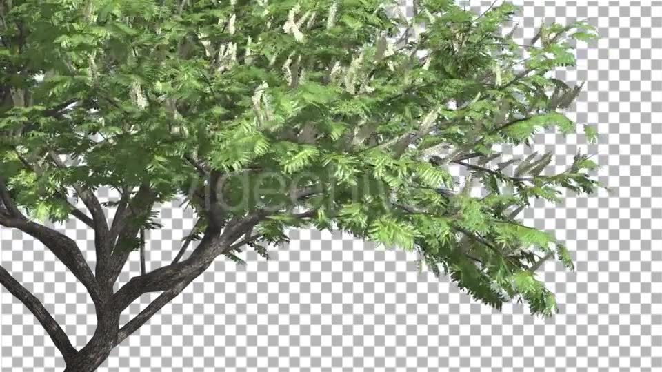 Hook Thorn Flowers Tree Green Fluttering Leaves Videohive 13411251 Motion Graphics Image 6