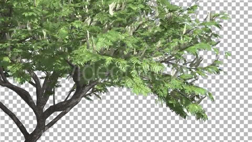 Hook Thorn Flowers Tree Green Fluttering Leaves Videohive 13411251 Motion Graphics Image 7
