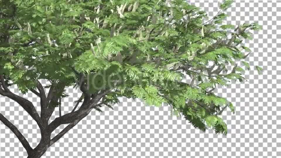 Hook Thorn Flowers Tree Green Fluttering Leaves Videohive 13411251 Motion Graphics Image 8