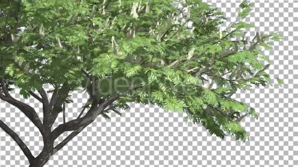 Hook Thorn Flowers Tree Green Fluttering Leaves Videohive 13411251 Motion Graphics Image 9