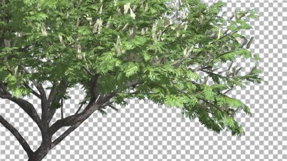 Hook Thorn Flowers Tree Green Fluttering Leaves - Videohive 13411251 Download